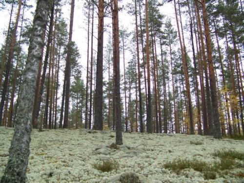 Moosiger Wald (100_0472.JPG) wird geladen. Eindrucksvolle Fotos aus Lettland erwarten Sie.
